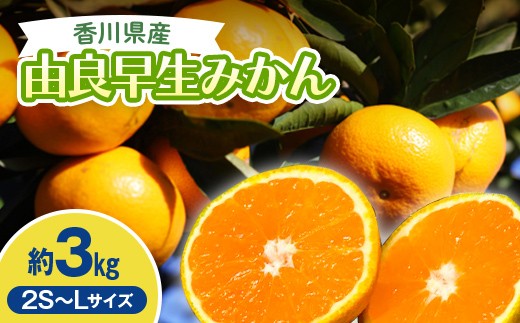 
                  2026年秋よりお届け 農園直送 高糖度温州みかん（由良早生）約3kg 果物類 柑橘類 フルーツ  FAH-0182
                
