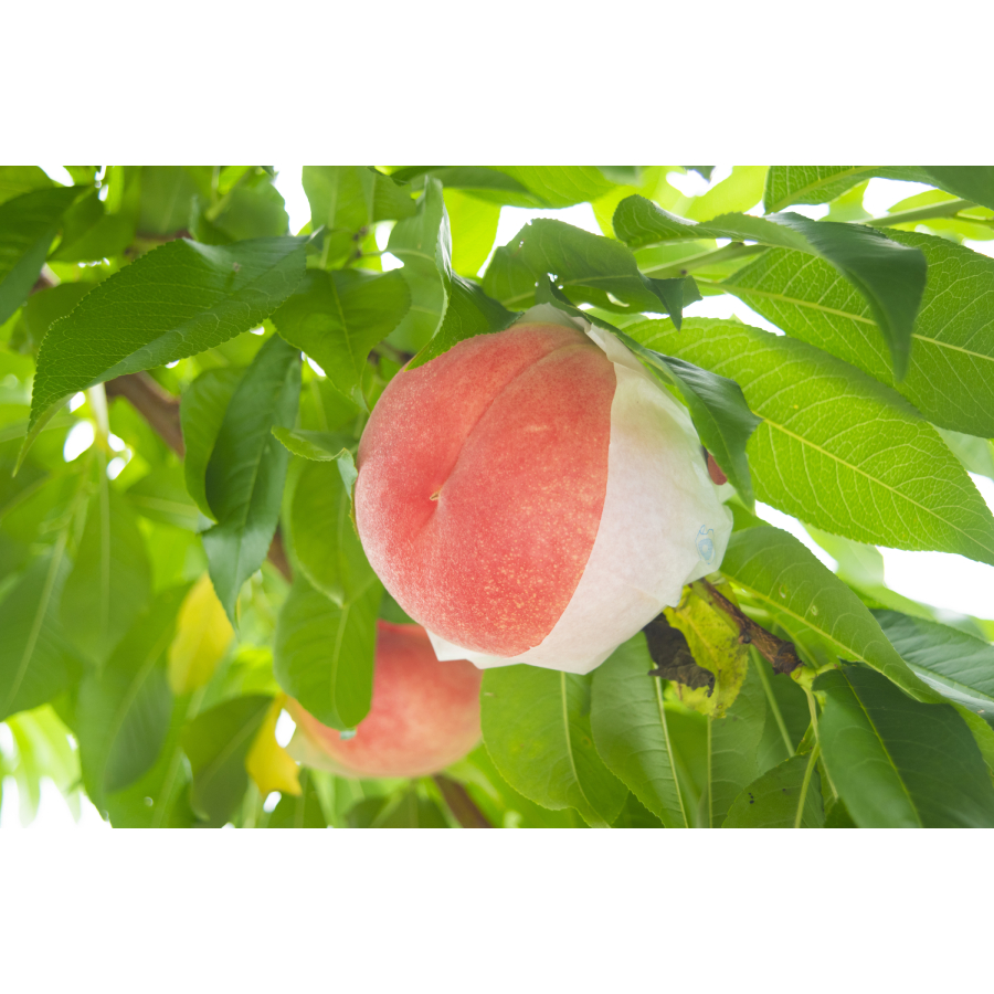 ＜笛吹桃源＞笛吹市産　桃（白鳳）1.8kg(5～7個)