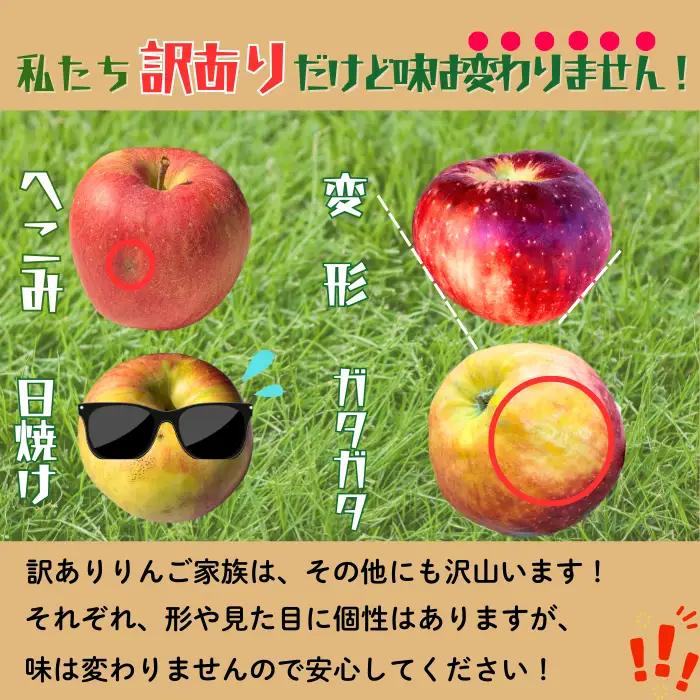 【先行予約│2026年12月中旬より順次発送】訳あり サンふじ 【約10kg(22〜46玉)】│長野県 飯山市 (At-037)