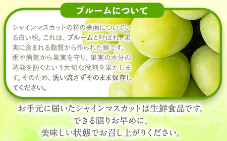 シャインマスカット 大粒約1.2kg(600g前後×2) ｍ＆ｎ果実園《8月下-10月上旬頃より出荷予定》和歌山県 紀の川市