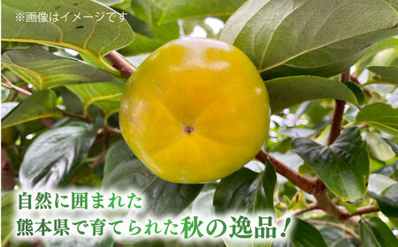 【先行予約】太秋柿 約6kg 柿 カキ フルーツ 果物 秋 【日本フルーツ株式会社】[ZFJ071]