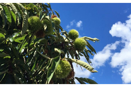 ＜ブランド美濃栗使用の絶品＞栗の笹巻（2箱セット）【虎渓渡辺製菓】和菓子 スイーツ おいしい 銘菓 羊羹 栗きんとん [MCM002]