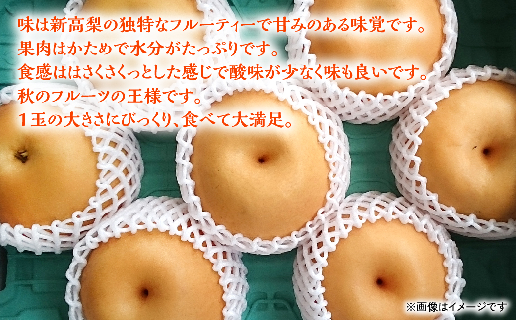 熊本県産　新高梨 ジャンボ梨 7玉 （約5kg）にいたか