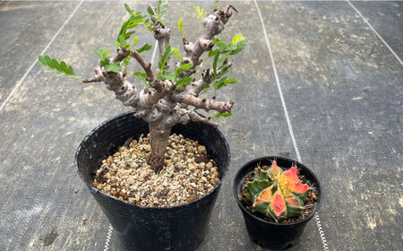センナ メリディオナリス ＆amp; ギムノカリキウム ミハノビッチ 各1株 Senna meridionalis ＆amp; Gymnocalycium mihanovichii 長与町/アグリュー