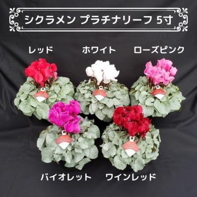 ふるさと納税 北茨城市 【長谷川園芸オリジナル品種】北茨城産シクラメンプラチナリーフ 5寸 ローズピンク ※11〜12月出荷 |  | 01