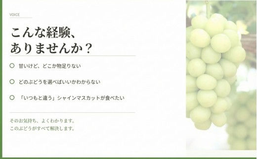 【2026年先行予約】 マスカサーティーン【シャイン一族の希少品種】 2㎏（4房または5房） 高級 シャインマスカット よしだ葡萄園 朝どれ直送【10月上旬～10月下旬頃に順次発送】/ ぶどう シャイ