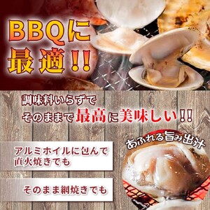 はまぐり 訳あり 大はまぐり 1.6kg はまぐり