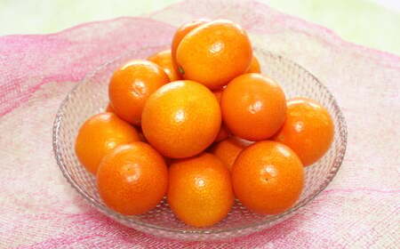 熊本県産 完熟ハウスキンカン 約1.5kg 【2027年1月下旬発送開始】