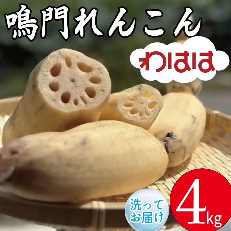 鳴門れんこん 4kg れんこん