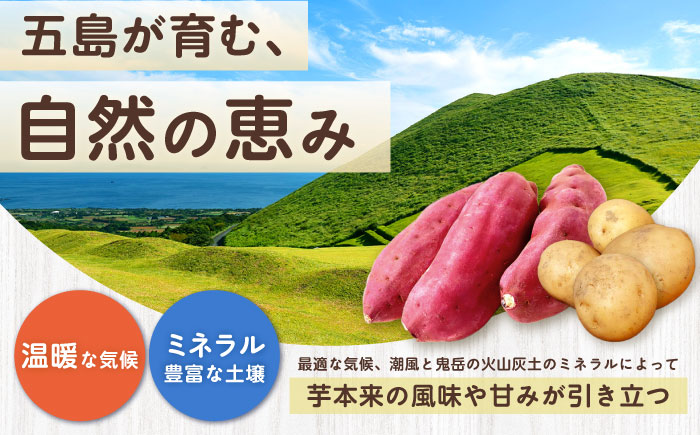 【12回定期便】五島の芋まんきつ定期便 五島市ふるさと納税/五島市 [PZX052]