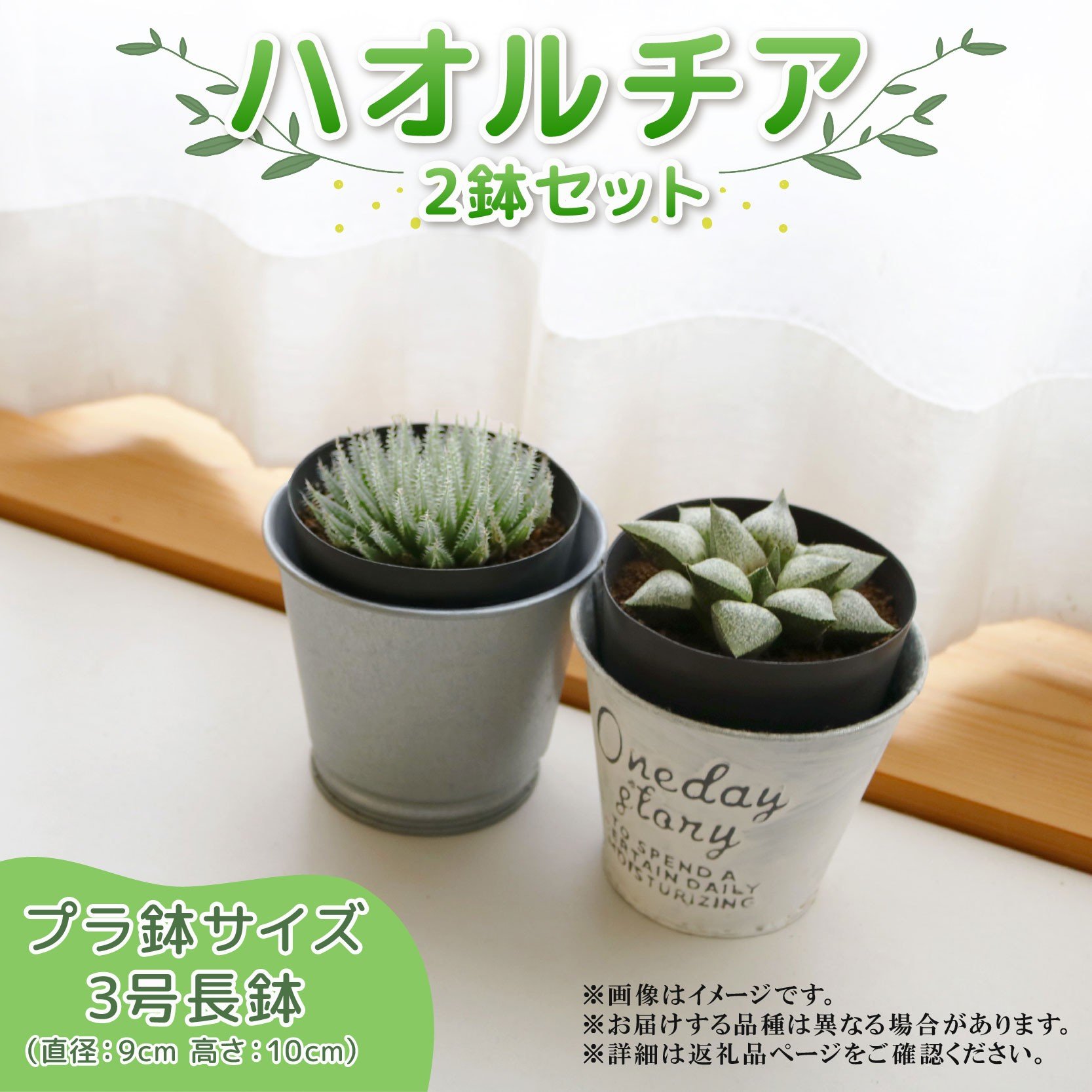 
            【選べるセット】ハオルチア  2個セット オブツーサ 寿（レツーサ）ピクタ カミンギー モンブラン ライトニィ アフターケア有 多肉植物 観葉植物 初心者 おしゃれ インテリア ガーデニング 多肉 植物 グリーン 静岡県 藤枝市
          