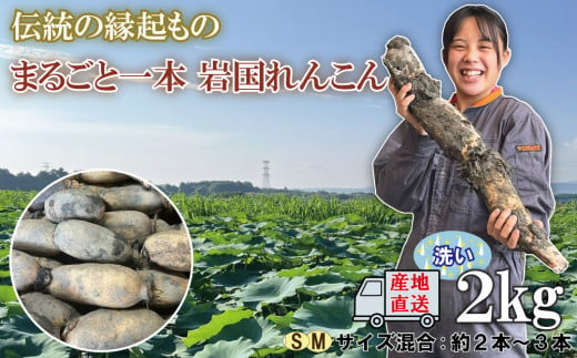 
由美屋特選！岩国産れんこん(洗い)２kg【有限会社 由美屋】
