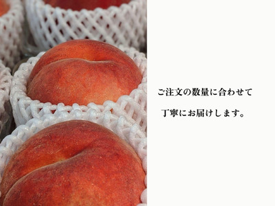 ＜2026年発送先行予約＞【すもも・大石】くっきり酸味！お菓子作りには絶対コレ！ 約40玉 ALPDS010