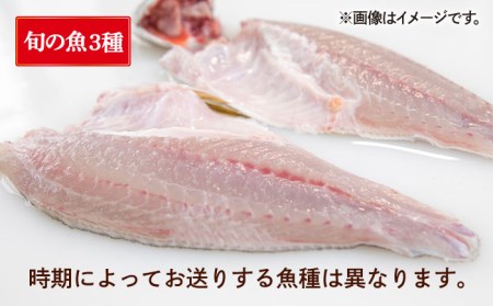 金沢仕立て鮮魚ボックス (旬の魚3種とアオリイカと魚醤油のセット) 詰め合わせ 三枚卸 真空パック 処理済み 五島市/金沢鮮魚 [PEP003] アオリイカ いか イカ アオリイカ いか イカ アオリ