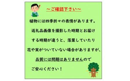 素敵な植物 斑入りセキショウ 10本セット