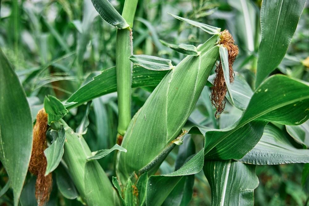 とうもろこし 【2026年7月中旬より順次発送】恵味ゴールド 一流リゾートホテル御用達 糖度１８度超え とうもろこし 富士恵味プレミアム ６本【先行受付・数量限定】 スイートコーン