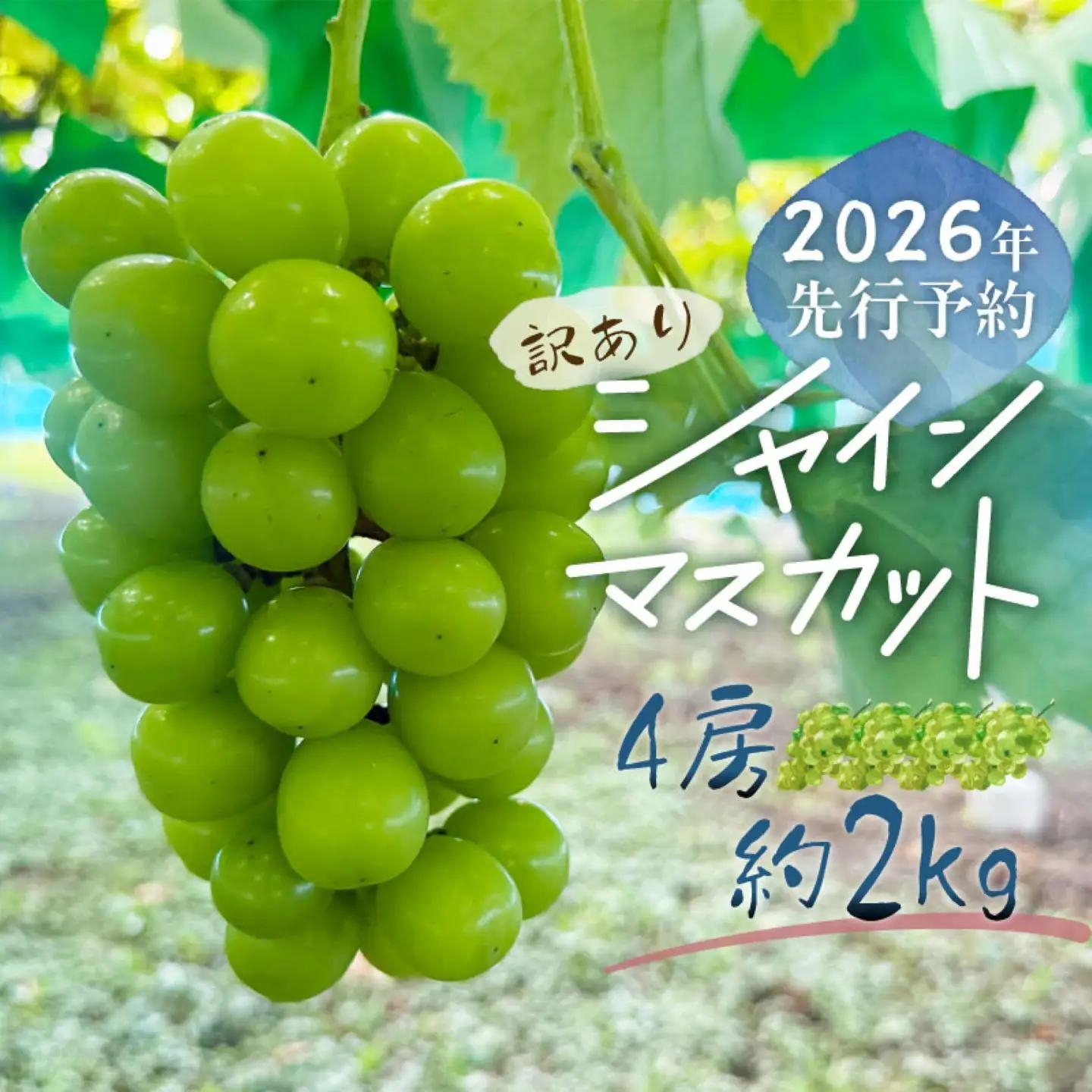 シャインマスカット  3-4房　（約2.0kg）｜シャインマスカット 