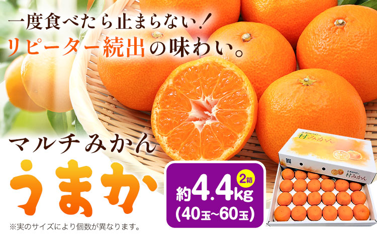 丹精込めて育てました！マルチみかん「うまか」 2箱 4.4kg 《11月中旬-1月上旬頃に出荷予定(土日祝除く)》 広畠農園 【配送不可地域あり】(離島) みかん ミカン 蜜柑 早生 柑橘 佐那河内 徳島県 箱入り 化粧箱 S M L フルーツ 果物 くだもの 贈答 進物