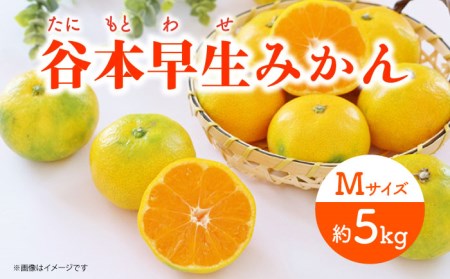 【先行予約】極早生（谷本早生） みかん Mサイズ 約5kg  ー2025年10月より発送ー 長与町/山口農園 [EBI007] みかん ミカン 温州みかん 極早生みかん 長崎みかん 長与みかん