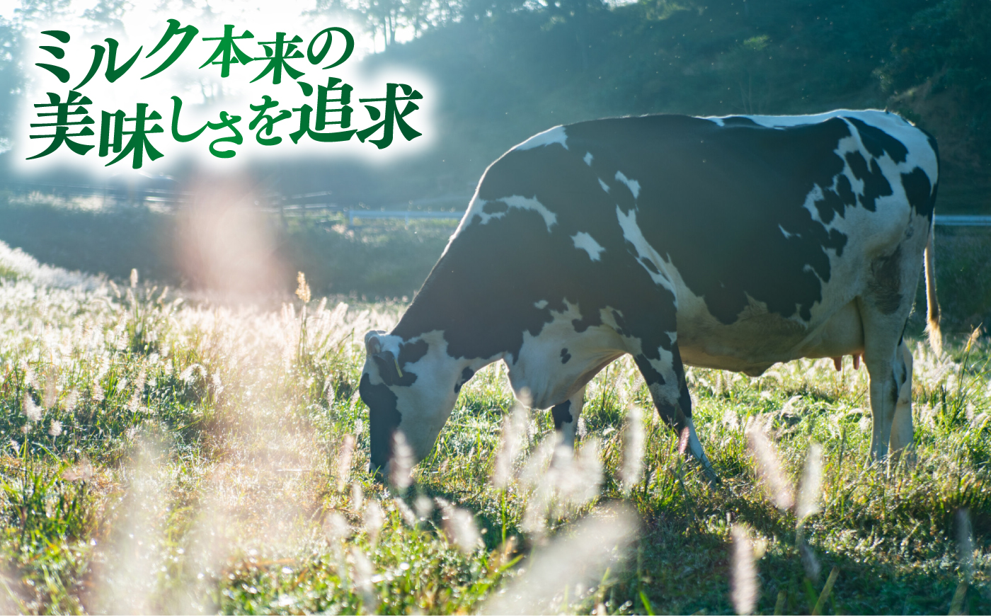 ご褒美アイスにぴったり！VANAGA 5種類のアイスクリーム8個入り 島根県雲南市/木次乳業有限会社 [AIBH050]