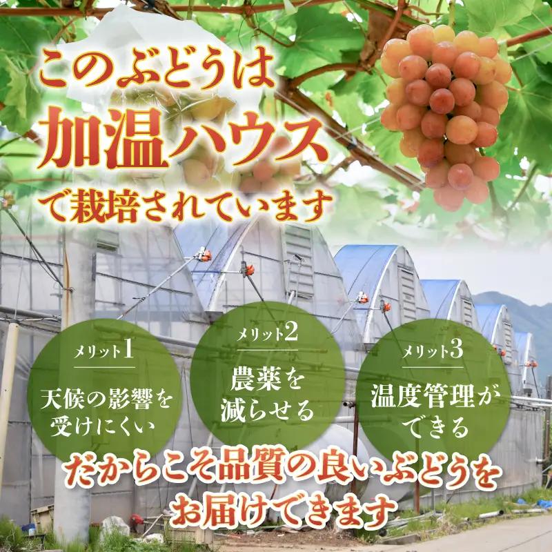 クール配送［お中元対応］山梨県限定品種 サンシャインレッド 合計1.2kg以上【2026年発送】（MS）F-111 サンシャインレッド フルーツ
