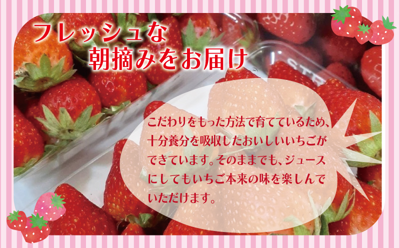 朝摘み 完熟いちご 2パック【化粧箱入り 苺 無添加 自然素材 フルーツ イチゴ 高評価 数量限定 先行予約】 G1491