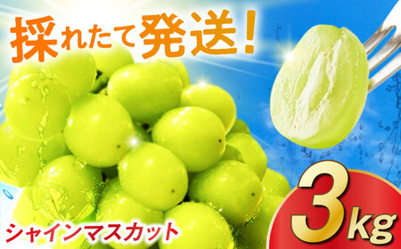 【2026年発送 先行予約】シャインマスカット 3kg / 佐賀県 / リフルット株式会社 [41ABAA015]