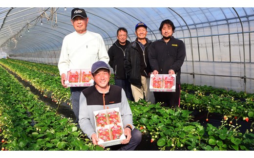 【12/10までの申込で年内にお届け！】 完熟いちご 約260g×2パック 品種おまかせ 年内お届け 国産 いちご イチゴ 苺 [BC089sa]