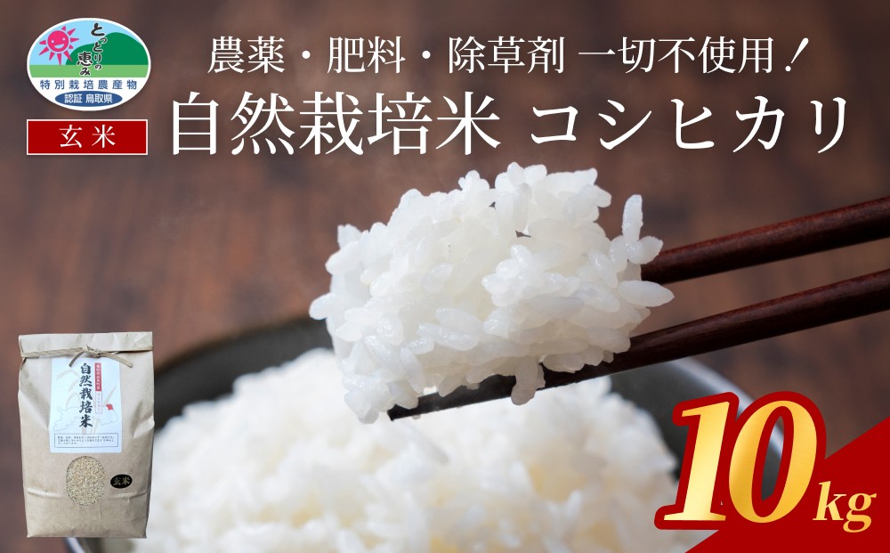
                  【先行予約】自然栽培米こしひかり（玄米）５kg×２袋 令和８年産｜鳥取 岩美 岩美町産 お米 こめ 玄米 無農薬 無肥料【31010】
                