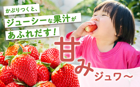 いちご 美濃娘 みのむすめ 18粒×2パック イチゴ 苺 フルーツ 旬 甘い ジューシー 生 美味しい ストロベリー 果物 ギフト 国産 産地直送 農家直送 送料無料 いび大野農園 岐阜県 揖斐川町