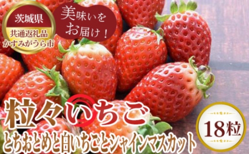 No.358 【先行予約】粒々いちご18粒　とちおとめと白いちごとシャインマスカット【茨城県共通返礼品 かすみがうら市】 ／ 旬 新鮮 苺 イチゴ 葡萄 ブドウ 果物 フルーツ 茨城県 特産品