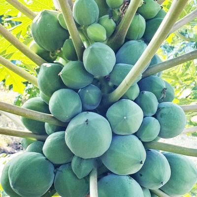 ふるさと納税 板倉町 【発送期間限定】青パパイヤ 5kgセット(1kg×5玉)群馬県産|13_ebf-020501 |  | 01