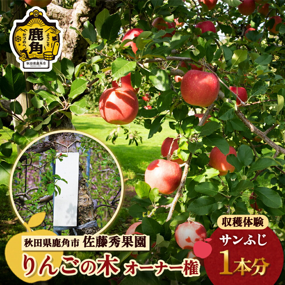 【ふるさと納税】《 令和7年度 》秋田県 鹿角市 りんごの木 オーナー権 1本分（ 収穫量20kg保証 ） 収穫体験 りんご狩り オーナー制度 チケット 農林水産大臣賞 ふじ リンゴ 完熟 蜜入り 旬 県産りんご 秋田 あきた 鹿角 送料無料 【佐藤秀果園】
