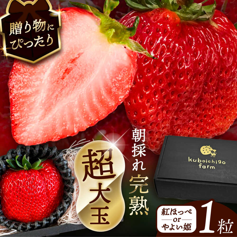 【ふるさと納税】【先行予約】 ＼毎年12月より順次発送／ 超大玉 紅ほっぺorやよい姫 1粒 果物 いちご フルーツ 愛西市 / くぼ苺農園 【配達不可：北海道・沖縄・離島】[AECJ020]