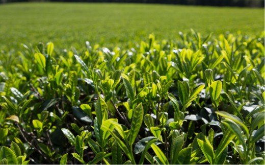 贅沢に有機緑茶を飲み比べてください！高橋製茶の「みのりの茶」ギフトセットＢ