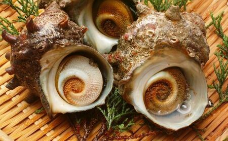 【知夫里島産】サザエ醤油（１００ml×３本）
