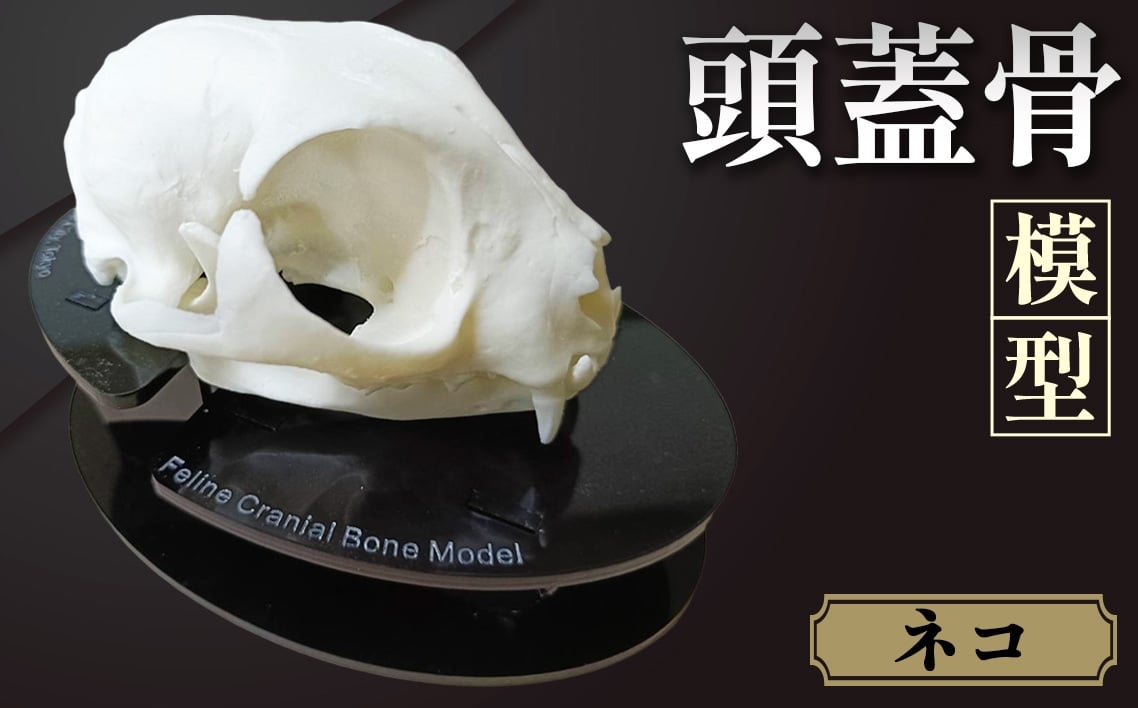 
            ネコの頭蓋骨模型 ／ 模型 猫 骨 骨格 樹脂模型 獣医 診察室 インフォームドコンセント インテリア 東京都 No.153
          