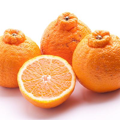 ふるさと納税 湯浅町 【発送月固定定期便】季節の柑橘定期便A【フルーツ定期便】【和歌山県有田】全12回 |  | 03