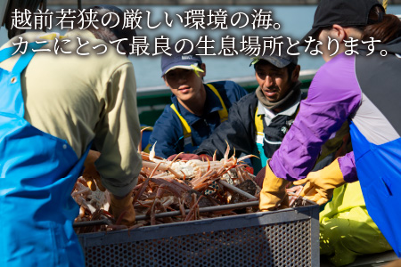 【先行予約/11月7日より順次発送】朝ゆで 越前がに1杯　【1kg】 / ずわいがに 蟹 ズワイガニ 小浜市 / 小浜海産物 【配送不可地域：北海道・沖縄・離島】 [BFAA003] 