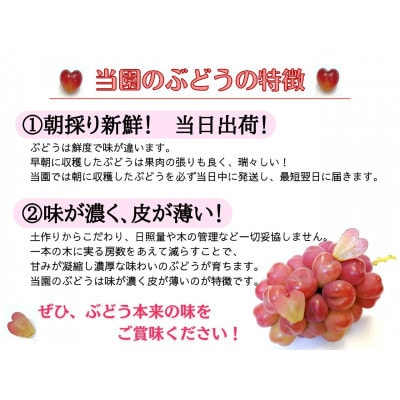 【2025年先行受付】お試しフルーツ王国岡山シャインマスカット2kg!　朝採れぶどう3～5房【配送不可地域：離島】