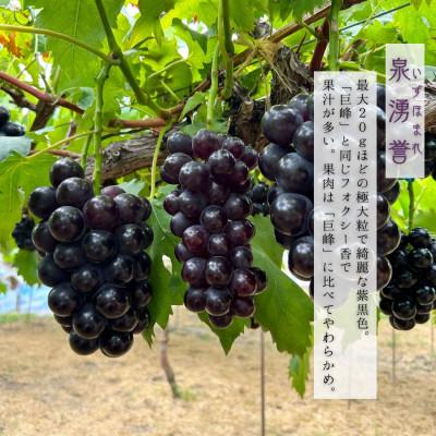 ふるさと納税 岸和田市 贈り物に 甘々ぶどう2種 泉湧誉とクイーンセブン、極上泉州水なすぬか漬け5個 計3.3kg |  | 01