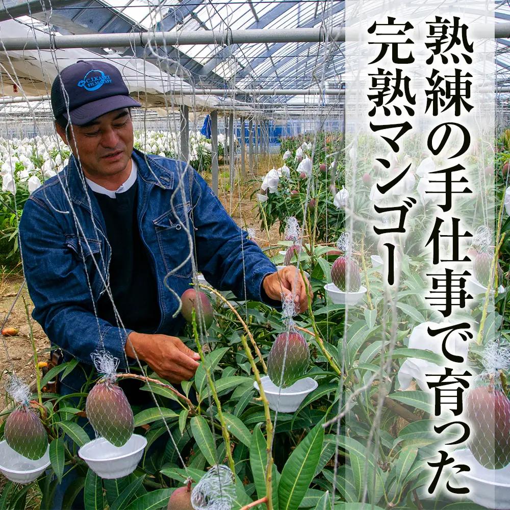 【2027年発送】「特選」丹精込めた完熟マンゴー2kg以上 4玉