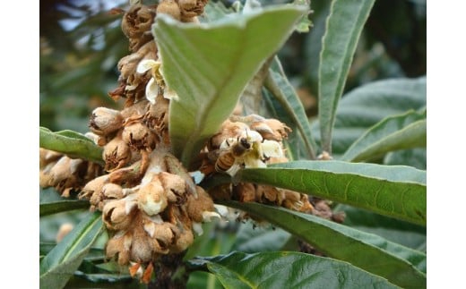 【2023年12月末以降発送】藤田養蜂場 はちみつ びわ蜜×２本｜B38