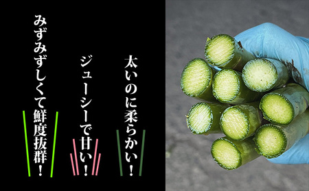 アスパラガス 富良野産 2Lサイズ 露地栽培 山本農園 アスパラガス【約800g】