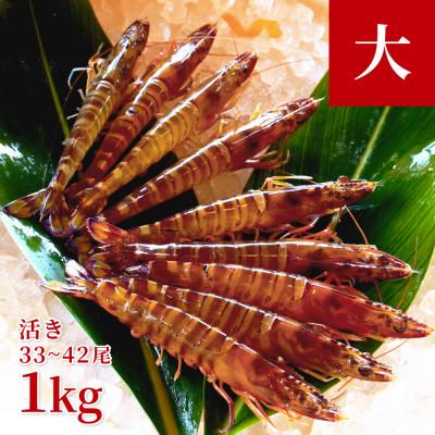 ふるさと納税 宜野座村 【養殖場から直送】活き車海老 大サイズ 約1kg(33〜42尾/約15cm)