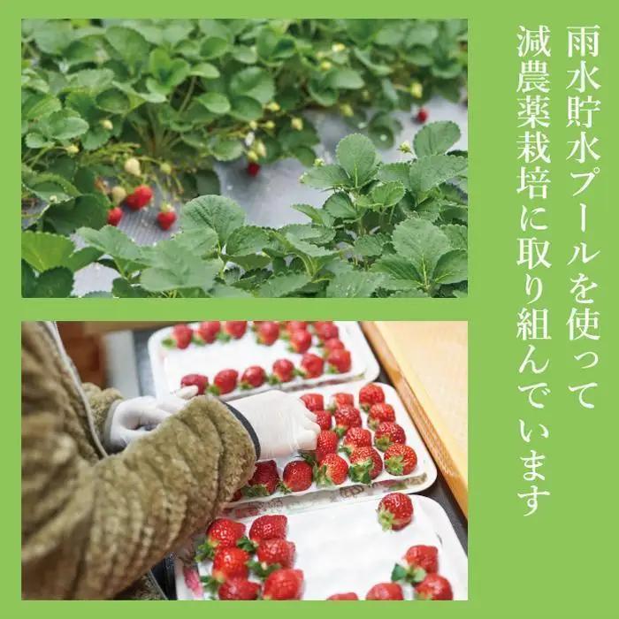 【2027年1月～4月出荷分予約販売】まるで宝石！希少な大粒サイズを2倍の量で！「完熟あまおう」4Lサイズ900g入り