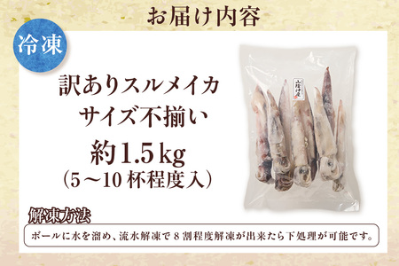 【先行予約】【スルメイカ たっぷり約1.5kgサイズ不揃い（冷凍）】令和7年6月中旬以降順次発送予定 バラ凍結 産地直送 鮮度抜群 大人気 ふるさと納税 香美町 香住 送料無料 イカ するめいか  山