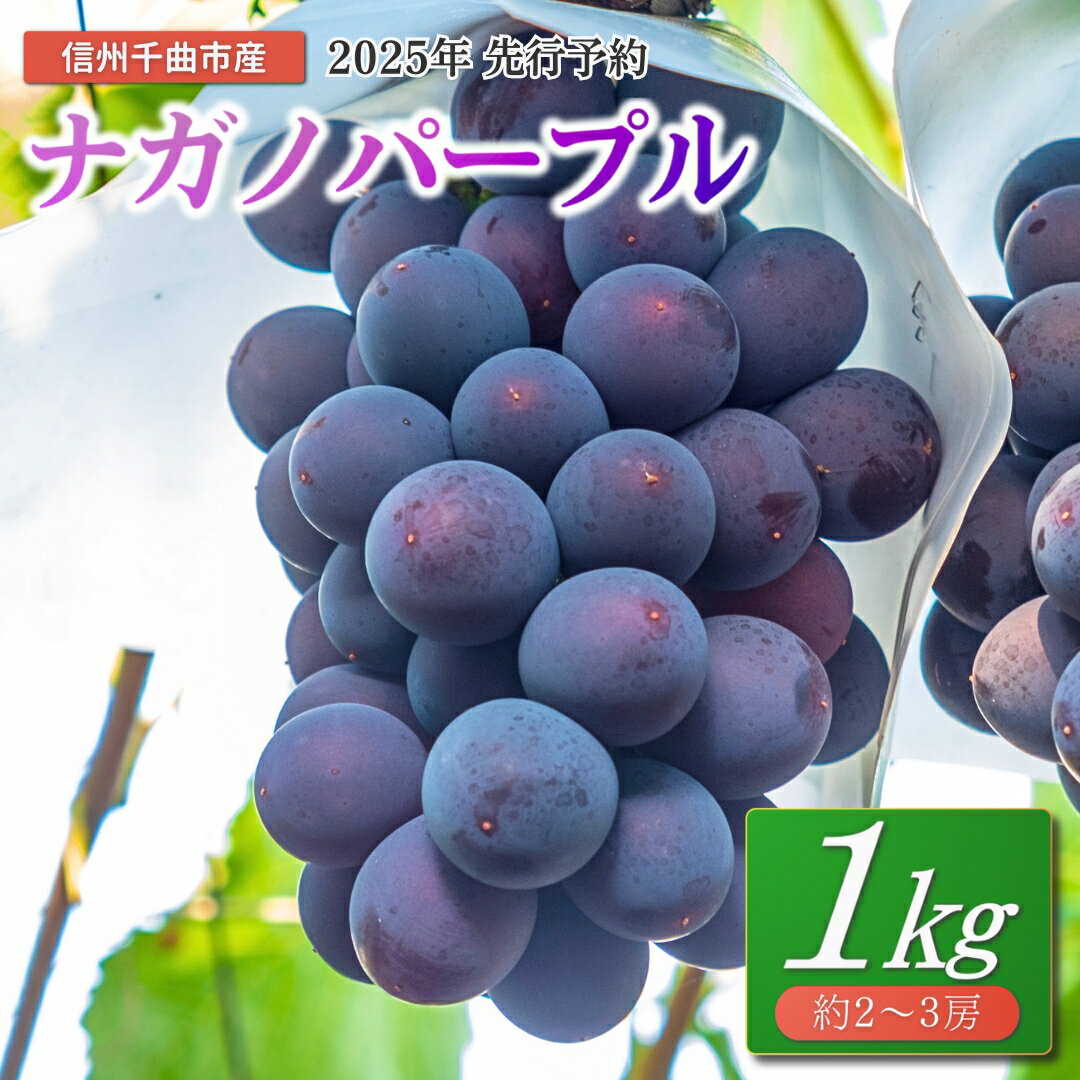 【ふるさと納税】【2025年先行予約】ぶどう ナガノパープル 1kg(2~3房)｜ 葡萄 黒ぶどう フルーツ 果物 千曲市 長野県産 信州