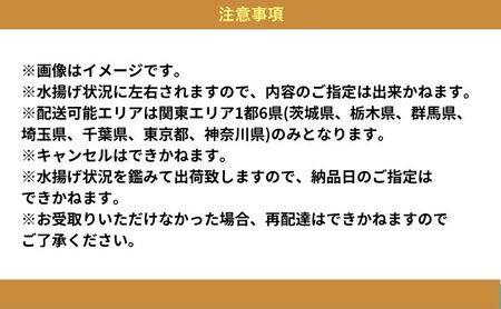 新鮮！ タマ三郎のおまかせ鮮魚パックB 朝獲れ 新鮮 湘南