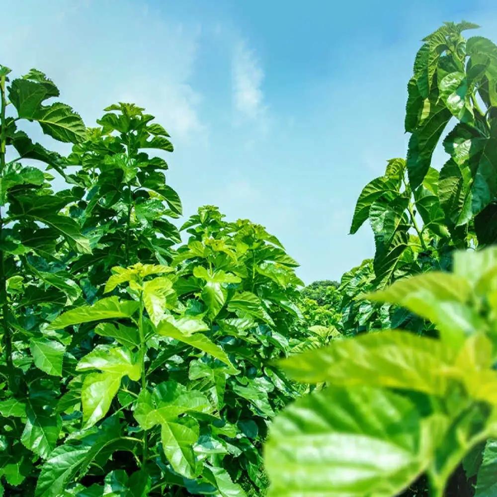 【全6回定期便】樹木医が育てた桑の葉茶（粉末）50g×1袋 お茶[AYBM022]